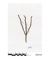 藏品(長角剪葉蘚 )的圖片